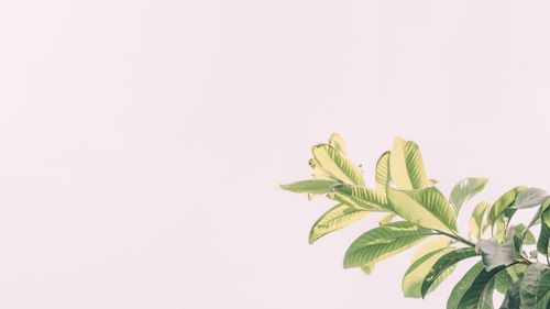 Free A simple, aesthetic photo of green leaves on a pink background, ideal for nature themes. Stock Photo
