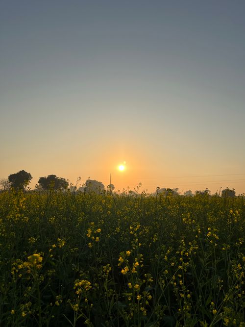 Free A serene sunset over a meadow with blooming yellow flowers and clear sky, perfect for nature-themed designs. Stock Photo