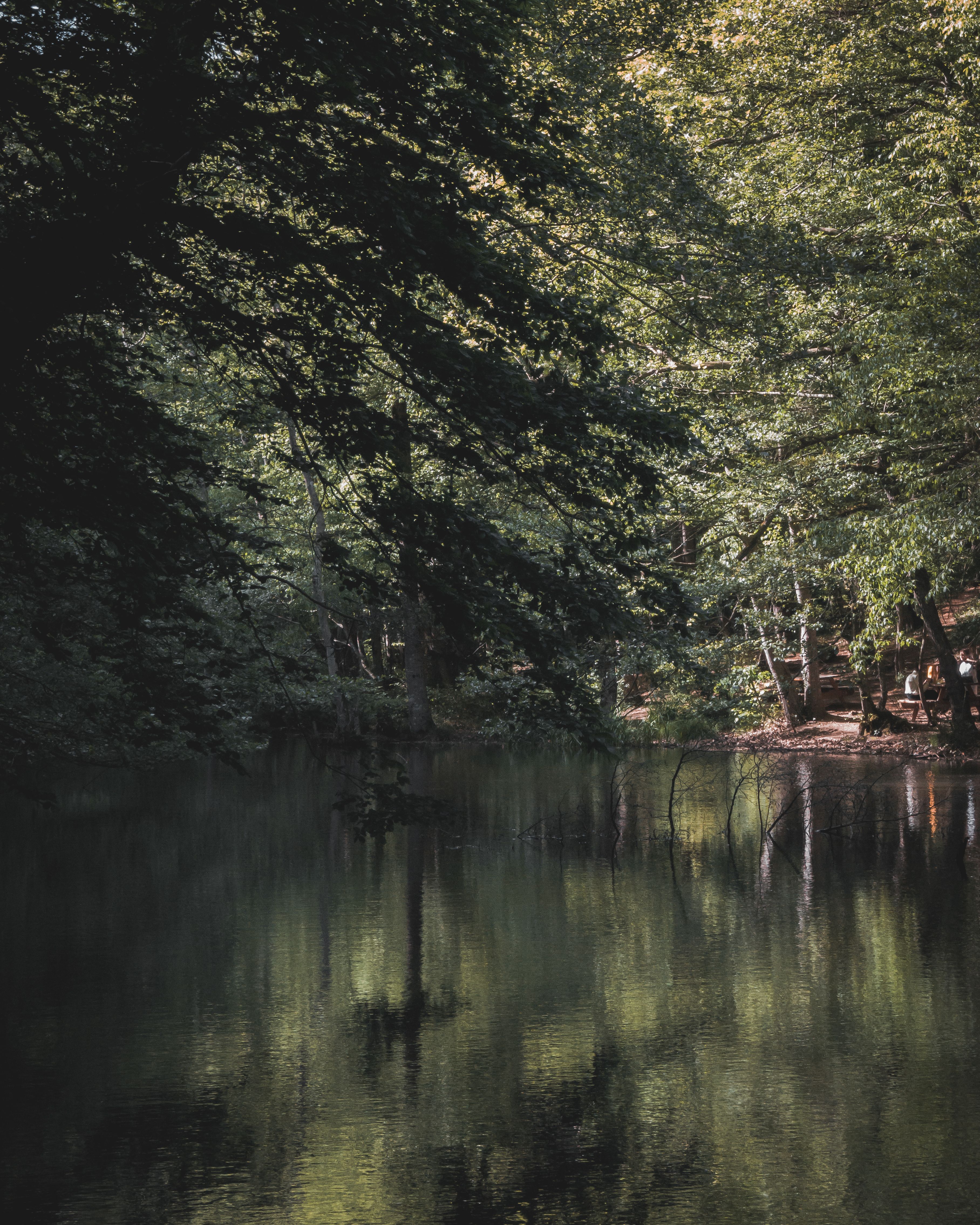 Green Trees Near the River · Free Stock Photo