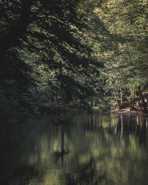 Free Peaceful forest scene with a creek reflecting lush green trees bathed in natural light. Stock Photo