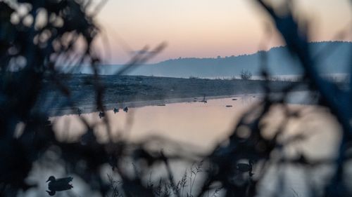 Free Peaceful twilight scene with ducks swimming, framed by branches, casting a tranquil mood. Stock Photo