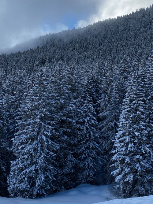 Free A serene view of a snow-covered pine forest under a cloudy winter sky. Stock Photo