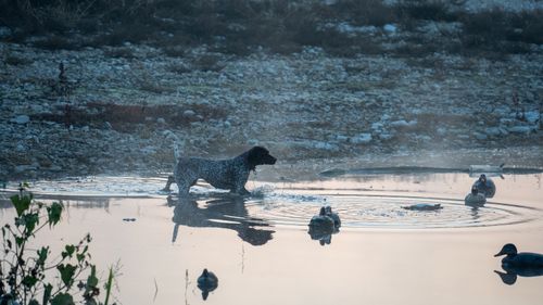 Free A serene scene of a dog walking in water near ducks at a lakeshore during dusk. Stock Photo