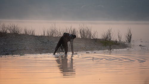 Foto profissional grátis de água, alvorecer, andando