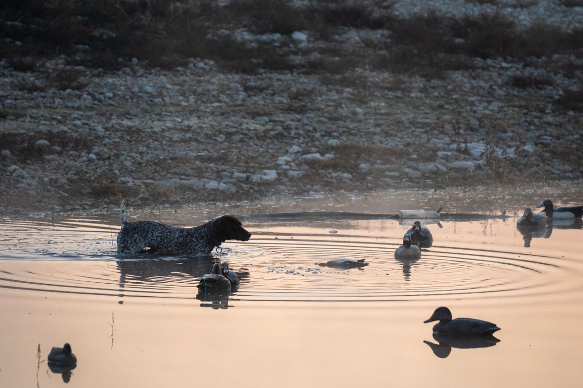 Petit chien hollandais de chasse au gibier d’eau - 3. Description et caractéristiques physiques