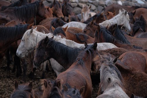 Gratis stockfoto met beesten, boerderij, hoge hoekmening