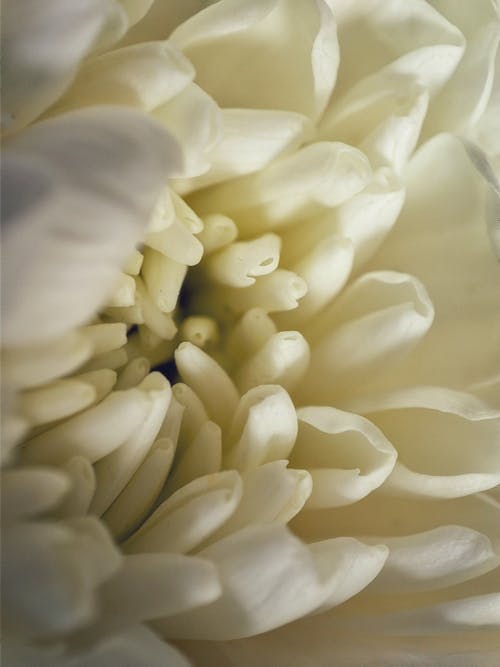 Free stock photo of flower petals