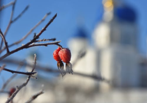 ветка, красная, 冬季 的 免费素材图片