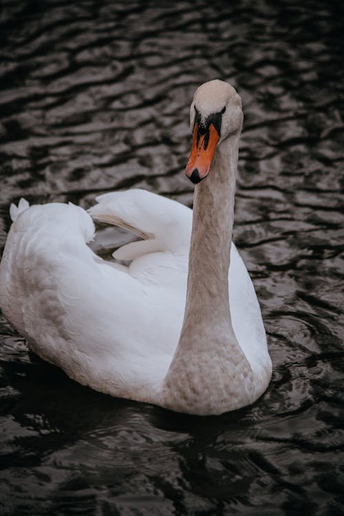 A Mute Swan on the Water 