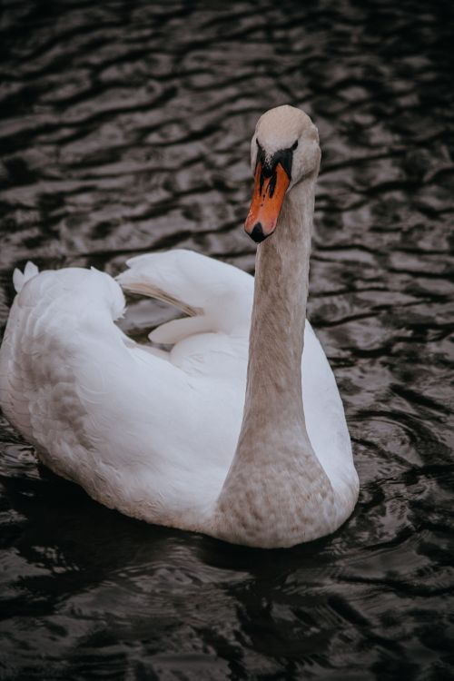 Free Close-up of a mute swan gracefully swimming on a dark water surface. Stock Photo