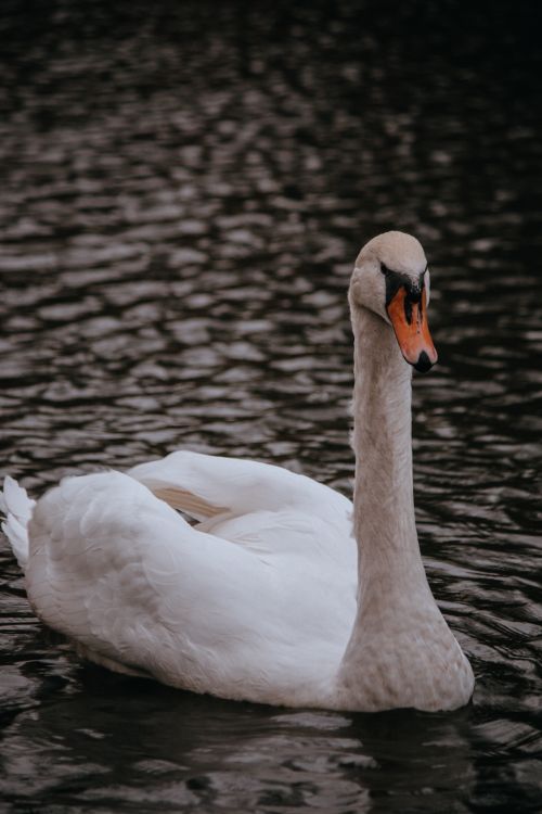 Free Close-up of a graceful mute swan swimming in serene waters, showcasing its natural beauty. Stock Photo