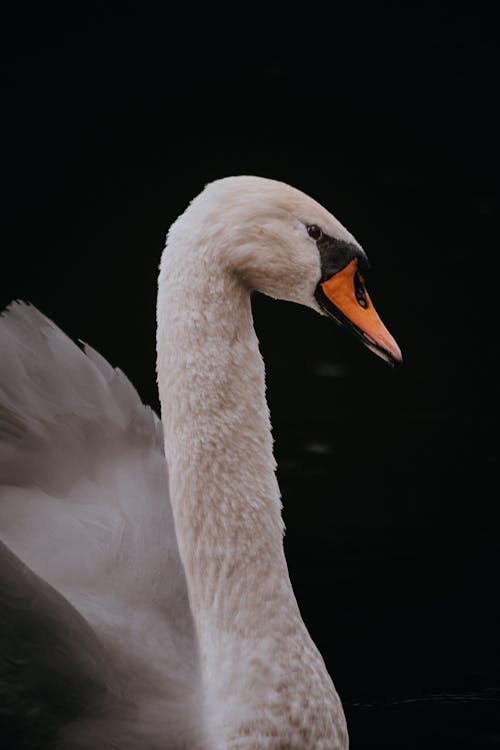 Photos gratuites de animal, arrière-plan noir, cygne