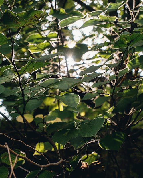 Gratis arkivbilde med natur, skog, sollys