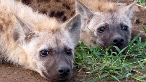 Free Hyena couples Stock Photo