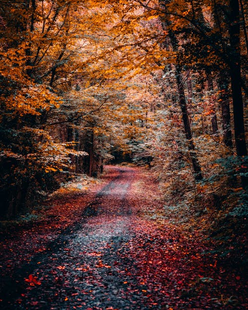 Photos gratuites de arbres, automne, chemin de terre