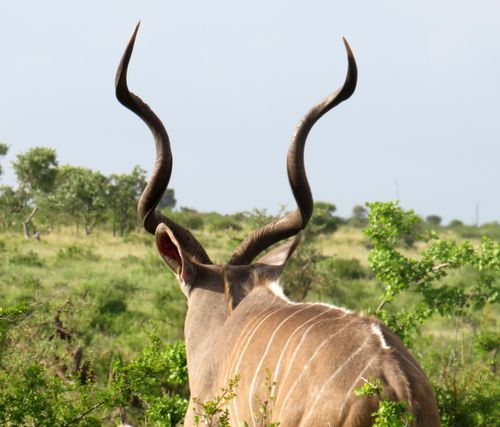 Free kudu Stock Photo