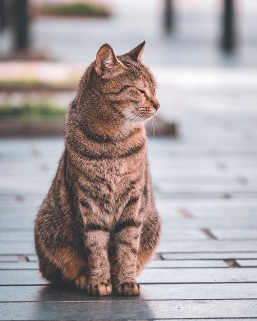 Free A calm tabby cat sitting elegantly on a sunlit wooden deck outdoors. Stock Photo