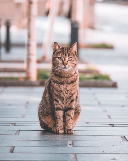 Free A cute tabby cat sits on an urban sidewalk looking directly at the camera. Stock Photo