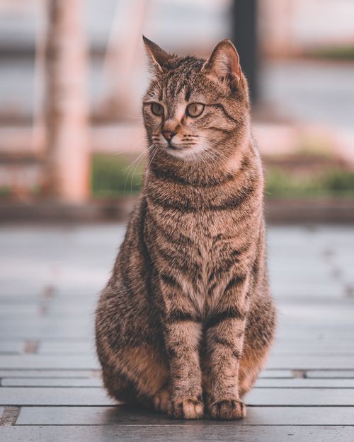 Free A close-up shot of a domestic cat sitting outdoors, showcasing its patterned fur and attentive gaze. Stock Photo