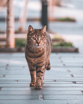 A cute tabby cat walking on a path, showcasing its whiskers and stripes.