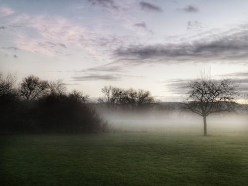 Бесплатное стоковое фото с деревья, луг, облака