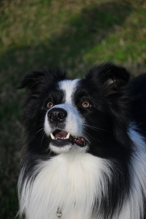 Close up of Dog Head