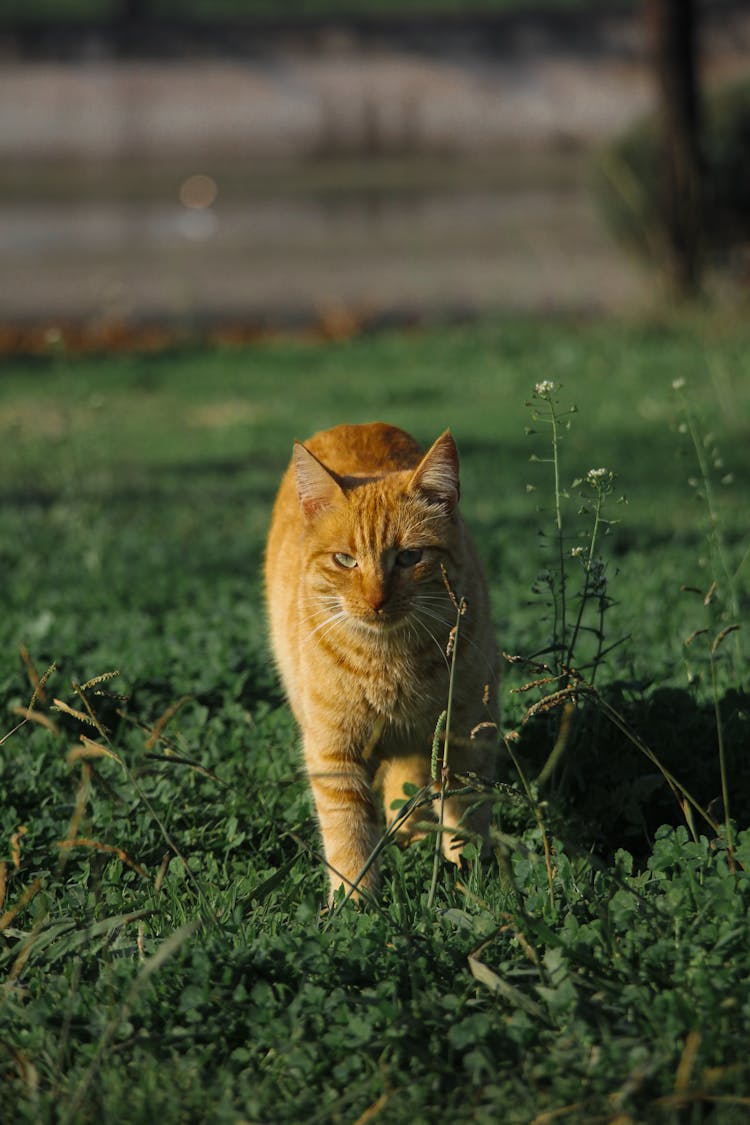 Cat On Green Grass