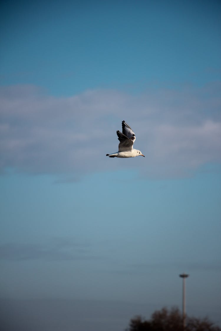 Seagull In Air