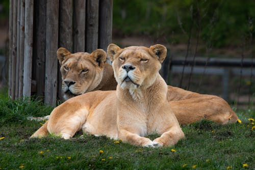 Foto profissional grátis de animais, animais selvagens, carnívoro