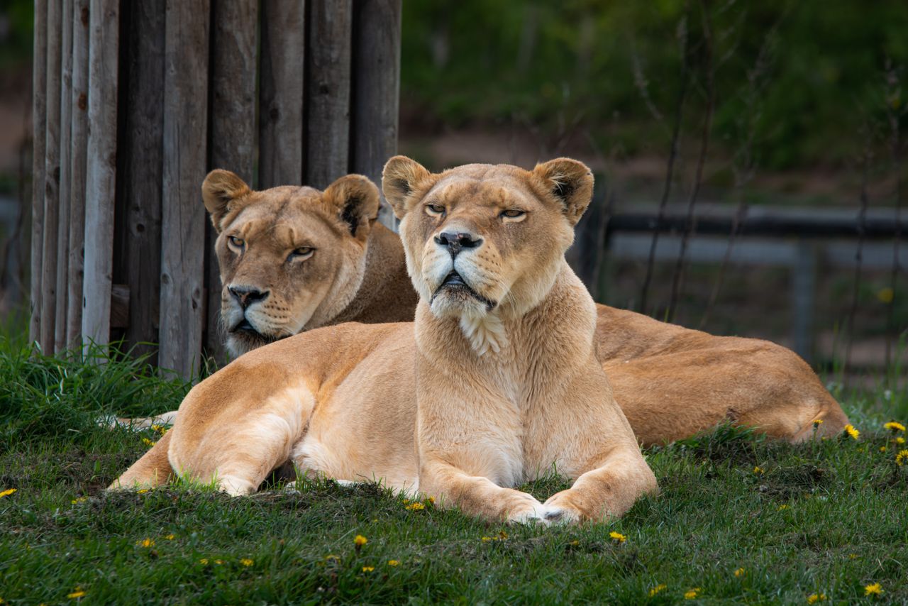 two lionesses resting on grass embodying grace and strength in the wil