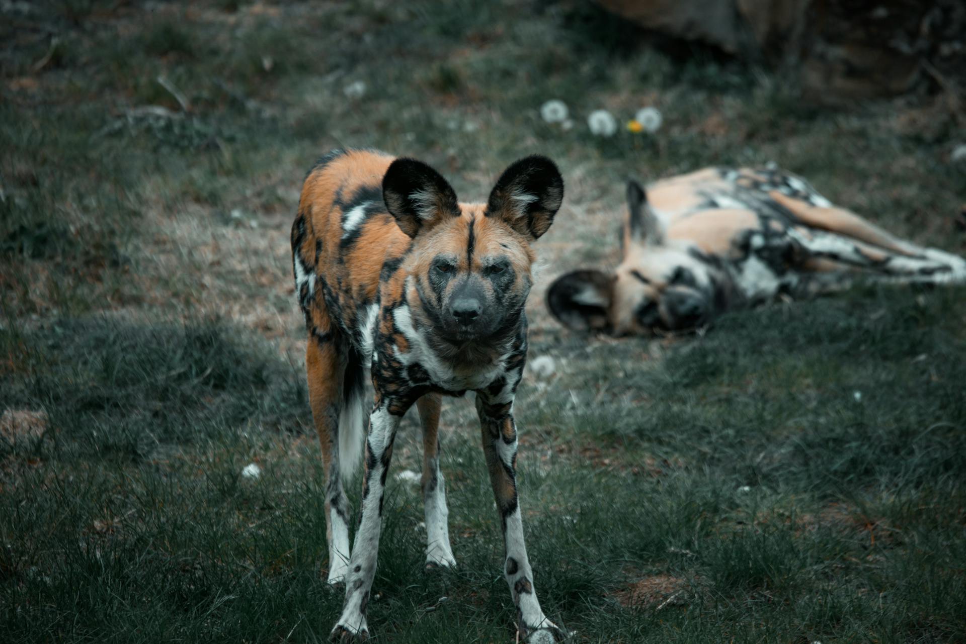 African Wild Dogs on a Grass Field