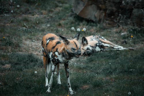 bezplatná Základová fotografie zdarma na téma africký divoký pes, divočina, divoký Základová fotografie