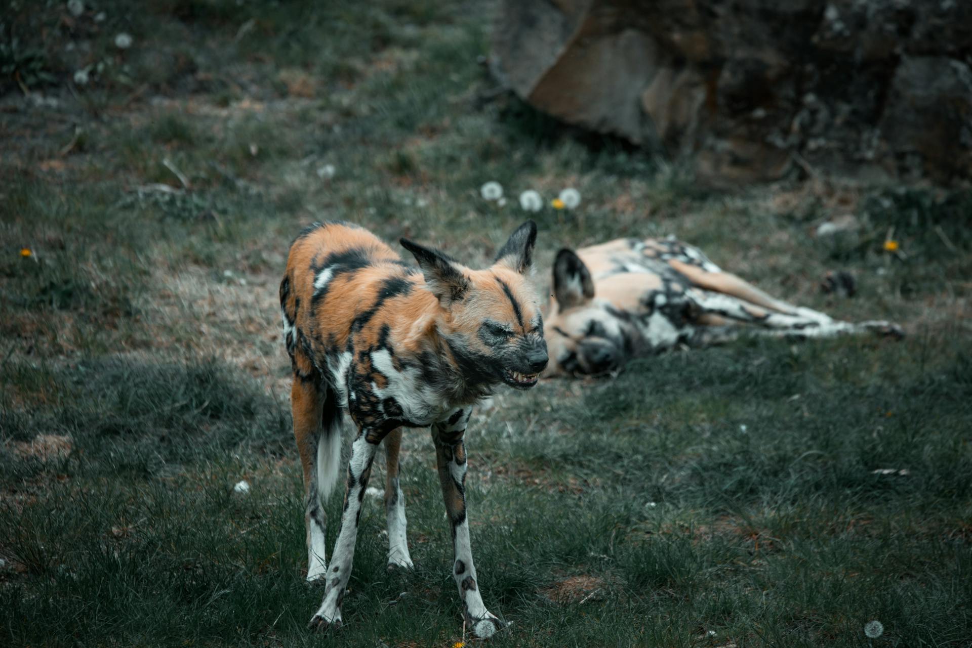 An African Wild Dog Snarling