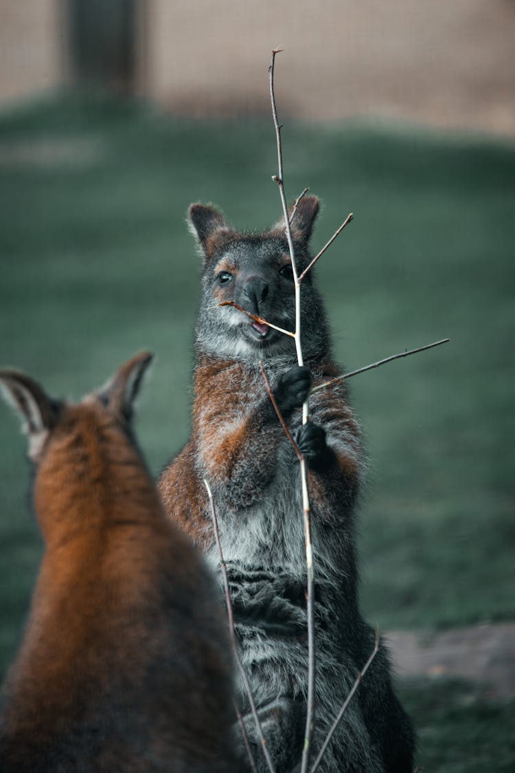 Kangaroo Biting Twigs