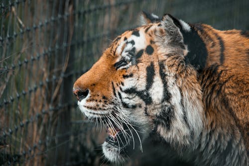 Close Up Photo of a Tiger