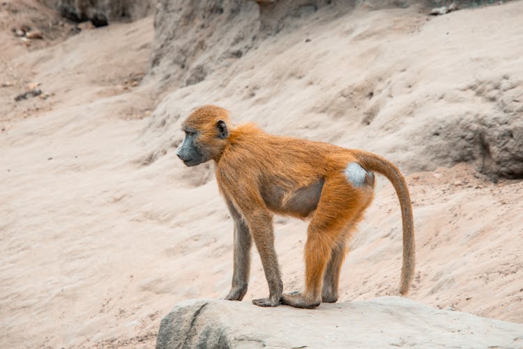 Monkey Standing On A Rock In A Beach