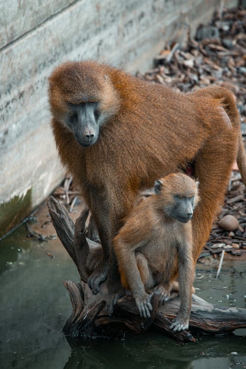 Monkeys in Zoo