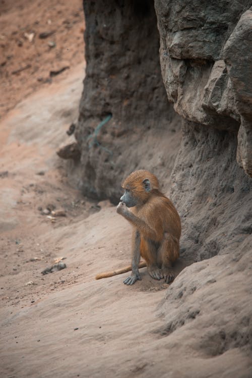 Cute Baby Monkey in Zoo