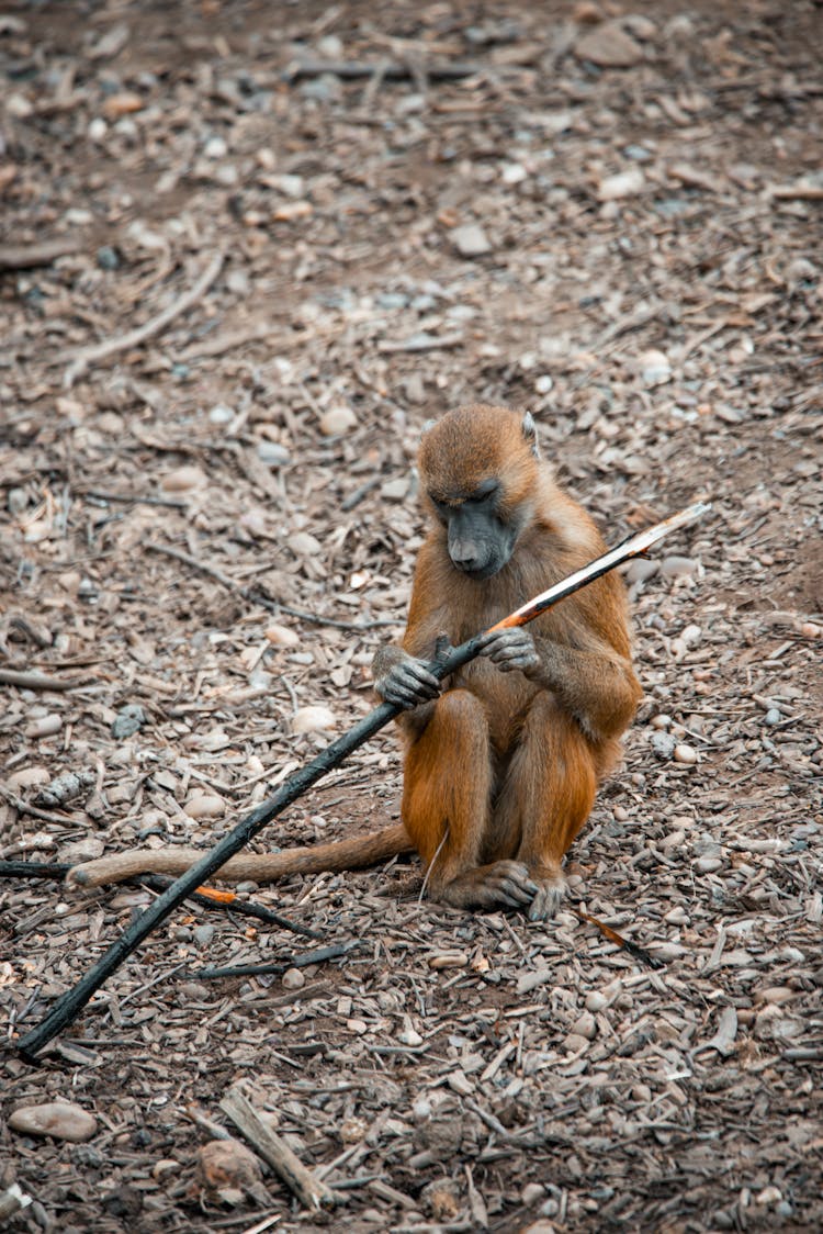 A Monkey Holding A Stick