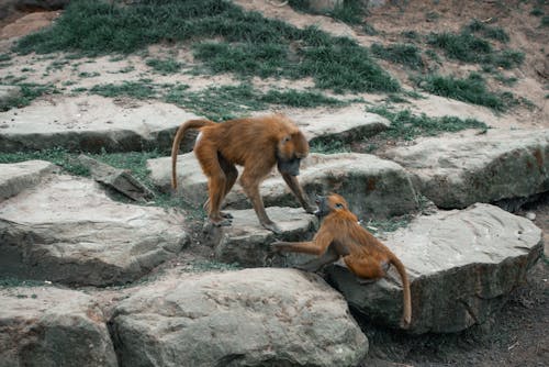 Guinea Baboons on Rocks
