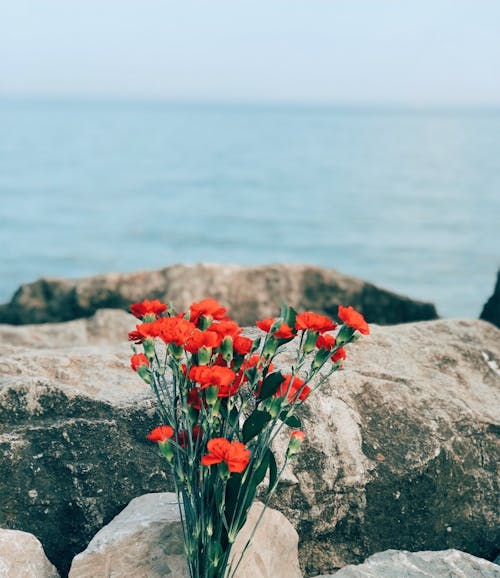 A red flower sitting on a rock by the water