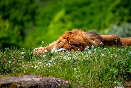 Kostnadsfria Kostnadsfri bild av djurfotografi, gräs, lejon Stock foto