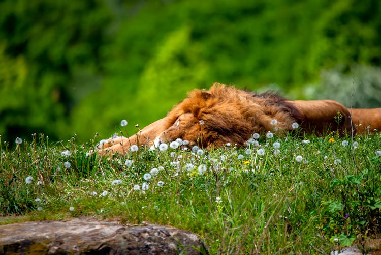 Lion Lying On Grass