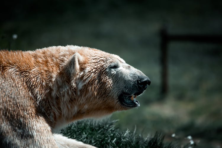 A Close-Up Shot Of A Polar Bear