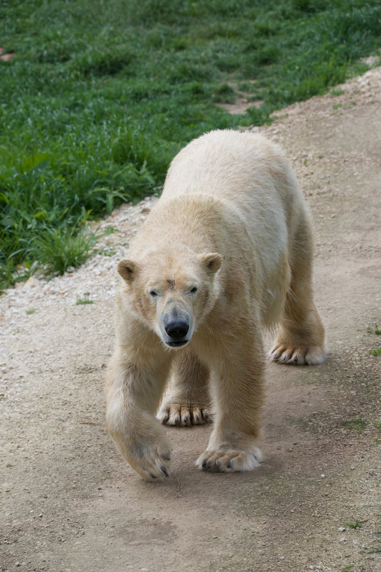 Polar Bear In Zoo