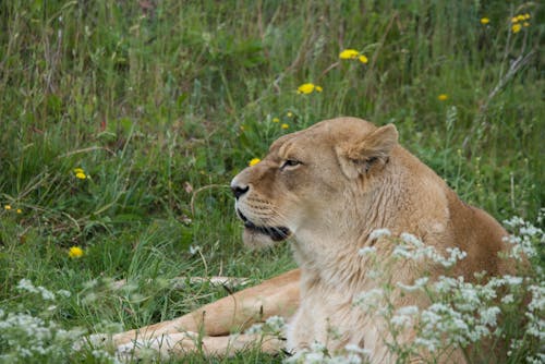 A Lioness Lying on Green Grass
