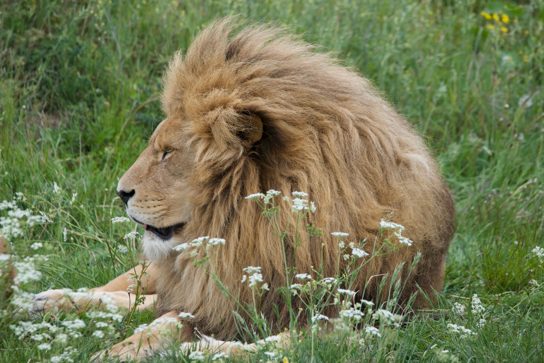 Lions may be loose in Indiana, authorities say