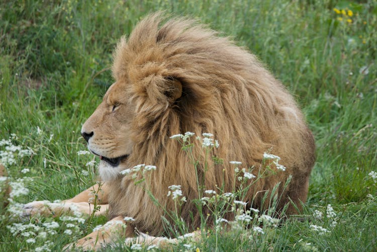 Lion Lying On Grass