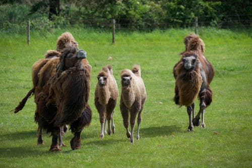 Bactrian Camels Walking on Green Grass Field