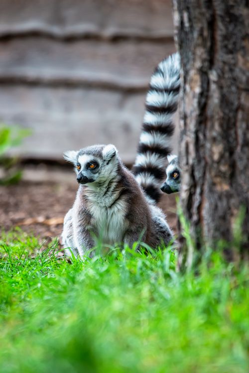 Free Two ring-tailed lemurs sit by a tree trunk, showcasing their distinct tails. Stock Photo